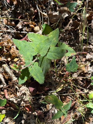 Teucrium scorodonia, photograph 6