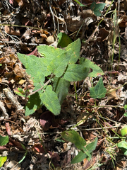 Teucrium scorodonia, photograph (c) Tony KM, some rights reserved (CC BY)