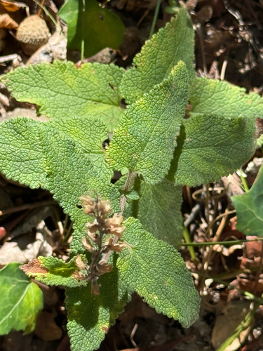 Teucrium scorodonia, photograph 5
