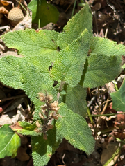 (c) Tony KM, some rights reserved (CC BY) Teucrium scorodonia, photograph (c) Tony KM, some rights reserved (CC BY)