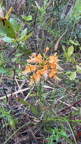 orange-fringed orchid