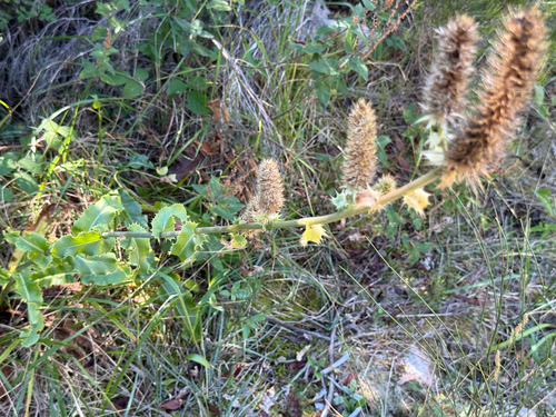 Eryngium duriaei