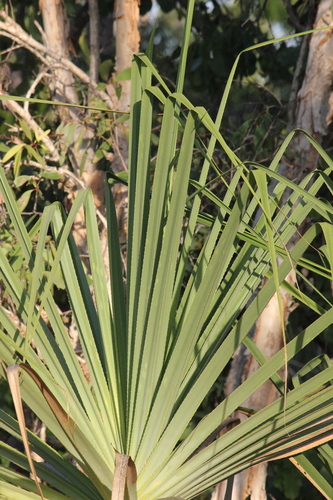 Pandanus spiralis, photograph 5