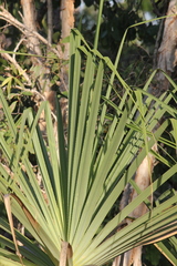 Pandanus spiralis, photograph (c) Stella Fish, some rights reserved (CC BY)