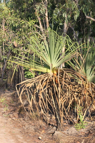 Pandanus spiralis, photograph 4