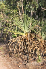 Pandanus spiralis, photograph (c) Stella Fish, some rights reserved (CC BY)