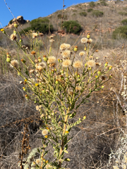 (c) Sarah Dillion, some rights reserved (CC BY) Heterotheca grandiflora, photograph (c) Sarah Dillion, some rights reserved (CC BY)