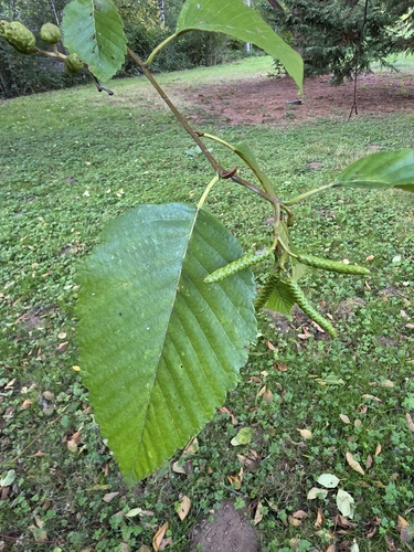Alnus rubra, photograph 6