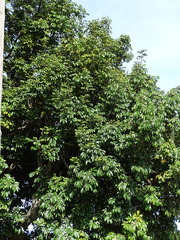 Trichilia emetica