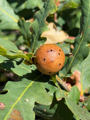 Quercus orocantabrica, photograph (c) Tony KM, some rights reserved (CC BY)