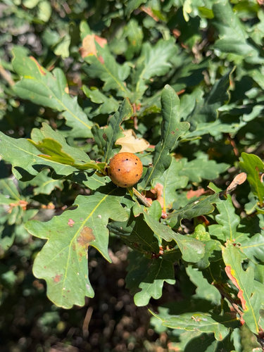 Quercus orocantabrica
