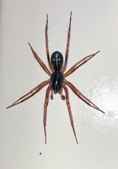 Battalus byrneae