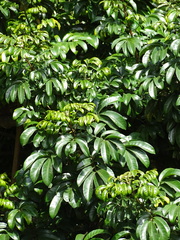 Trichilia emetica