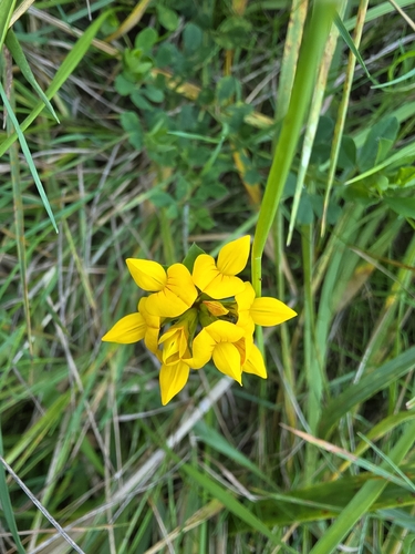 Lotus pedunculatus, photograph 6