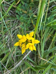 Lotus pedunculatus, photograph author not stated, no rights reserved