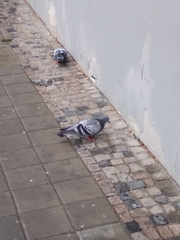 Columba livia domestica
