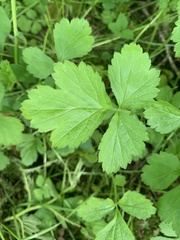 Waldsteinia
