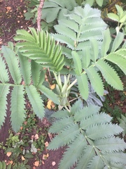 Melianthus
