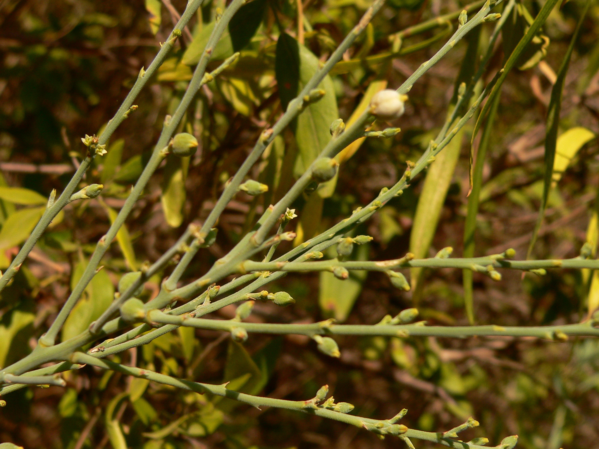 Thesium retamoides