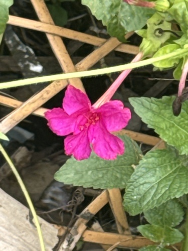 marvel of Peru