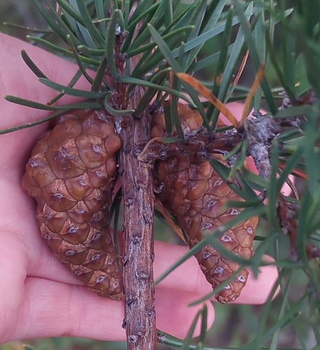 Jack pine