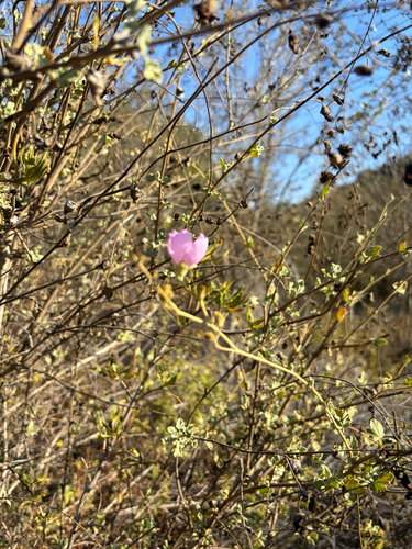 Malacothamnus fasciculatus