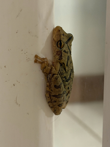 Fuscous-blotched Snouted Tree Frog