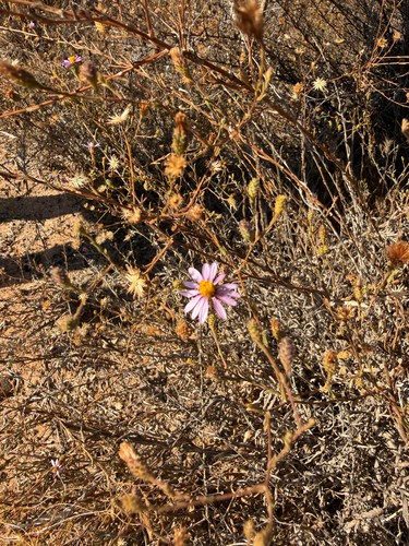 Corethrogyne filaginifolia, photograph 1