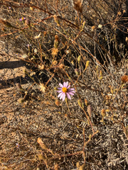 Corethrogyne filaginifolia