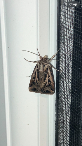 Dingy Cutworm Moth