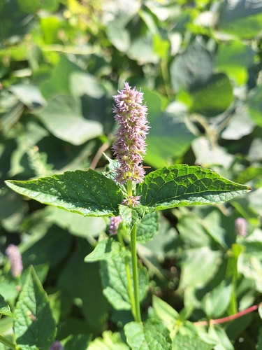 Korean Mint