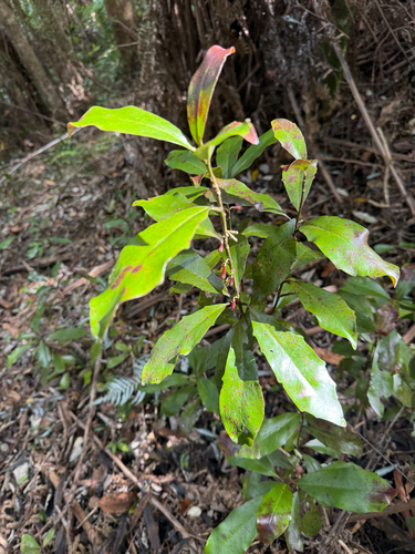 Alseuosmia quercifolia, 2026-09-20