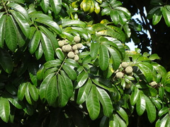 Trichilia emetica