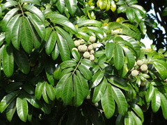 Trichilia emetica
