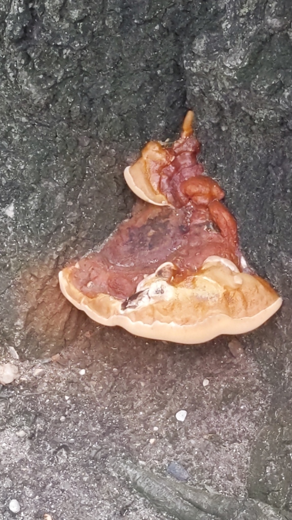 Ganoderma sessile · September 2026 · photo: Photo: no rights reserved · iNaturalist