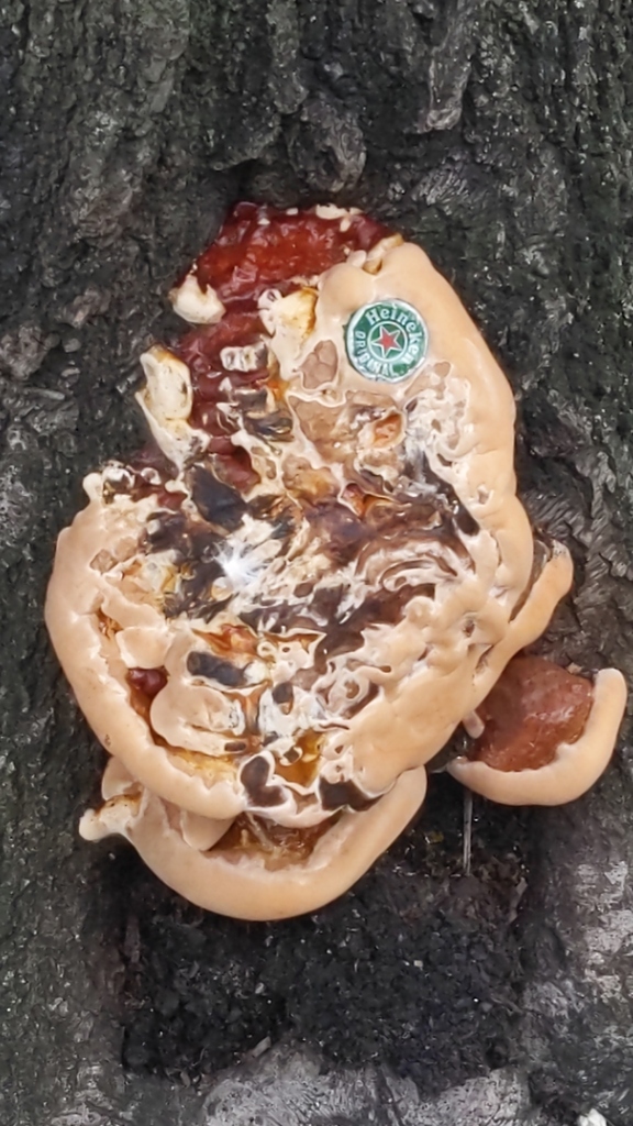 Ganoderma sessile · September 2026 · photo: Photo: no rights reserved · iNaturalist
