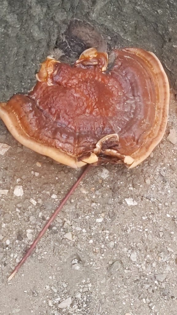 Ganoderma sessile · September 2026 · photo: Photo: no rights reserved · iNaturalist