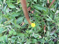 Trifolium dubium