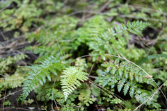 Cystopteris fragilis apiiformis