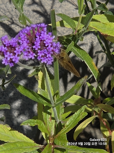 Common Straight Swift