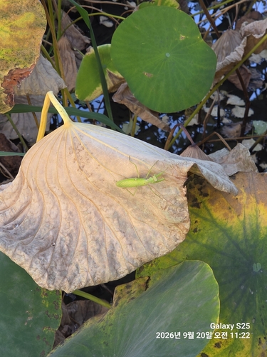 Giant Asian Mantis