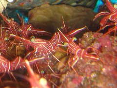 Rhynchocinetes durbanensis