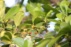 Carallia brachiata