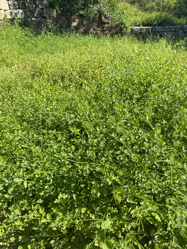 Salpichroa origanifolia, photograph 3