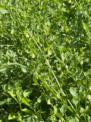 Salpichroa origanifolia, photograph 2