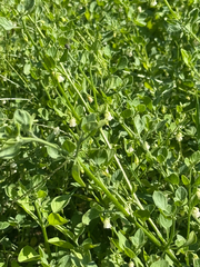 Salpichroa origanifolia, photograph (c) Tony KM, some rights reserved (CC BY)