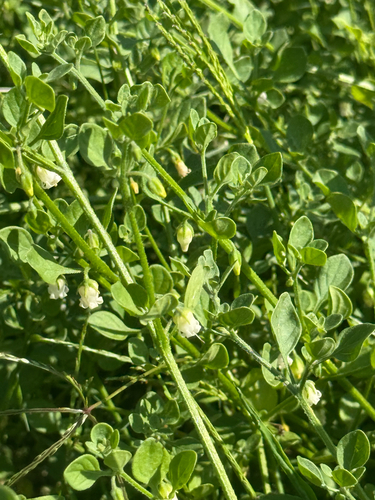 Salpichroa origanifolia