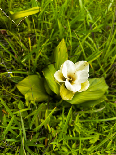 Indian arrowroot