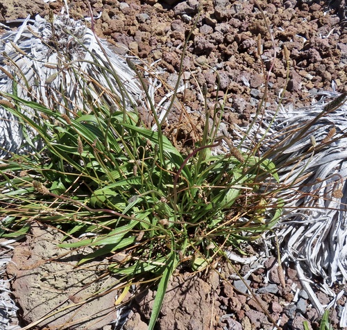 Plantago lanceolata observed 2026-09-19