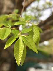 Ulmus